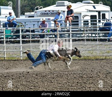 Emporia, Kansas, États-Unis. 17 septembre 2023. Au cours de l'épreuve de cordage de veau, Broden Chartier de Mullinville lutte le veau au sol, puis attache les jambes ensemble à Emporia, au Kansas, le 17 septembre 2023. Crédit : Mark Reinstein/Media Punch/Alamy Live News Banque D'Images