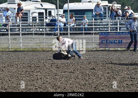 Emporia, Kansas, États-Unis. 17 septembre 2023. Au cours de l'épreuve de cordage de veau, Broden Chartier de Mullinville lutte le veau au sol, puis attache les jambes ensemble à Emporia, au Kansas, le 17 septembre 2023. Crédit : Mark Reinstein/Media Punch/Alamy Live News Banque D'Images