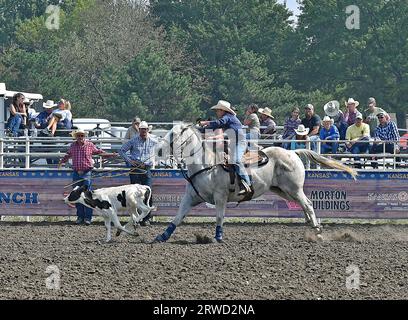 Emporia, Kansas, États-Unis. 17 septembre 2023. Pendant l'épreuve de cordage de veau Bentley Smyth de Hutchinson fait un lasso parfait par-dessus la tête du veau à Emporia, Kansas, le 17 septembre 2023. Crédit : Mark Reinstein/Media Punch/Alamy Live News Banque D'Images