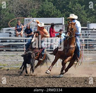 Emporia, Kansas, États-Unis. 17 septembre 2023. Au cours de l'épreuve de cordage par équipe, Garrett Novotny de Denton et Jaytyn Hash de Kendall coopèrent pour placer les lassos autour de la tête et des pattes arrière du mollet à Emporia, Kansas, le 17 septembre 2023. Crédit : Mark Reinstein/Media Punch/Alamy Live News Banque D'Images