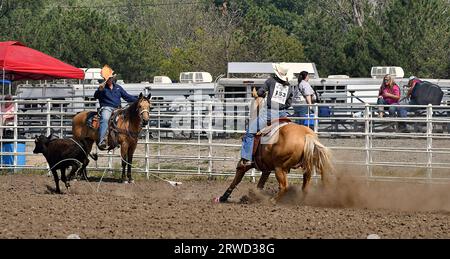 Emporia, Kansas, États-Unis. 17 septembre 2023. Lors de l'événement de roping, Shylar Whiting de Paola est vue montée sur son cheval tout en tournant son lasso alors qu'elle poursuit le veau dans l'arène d'Emporia, Kansas, le 17 septembre 2023. Crédit : Mark Reinstein/Media Punch/Alamy Live News Banque D'Images
