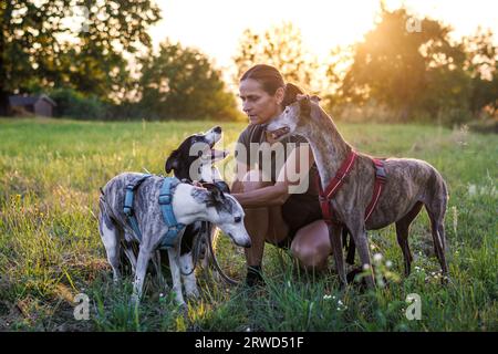 Femme avec ses vieux chiens se reposant pendant la promenade de chien dans le parc au coucher du soleil d'été Banque D'Images