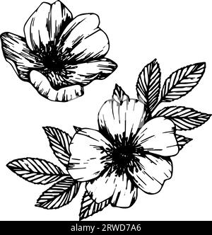 Fleurs et baies roses sauvages, bouquet de dessin d'art de ligne d'herbe médicinale. Illustration vectorielle de contour isolé sur fond blanc. Croquis de hanche rose Illustration de Vecteur