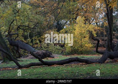 woodland en automne pendant le changement de paysage de saison Banque D'Images