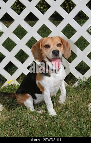 Beagle assis sur l'herbe devant la clôture de latte avec la patte avant levée Banque D'Images