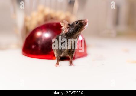 Souris de laboratoire mignonne émergeant d'un abri en dôme rouge Banque D'Images