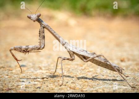 Vue de profil d'un Mantis priant, spécifiquement un Mantis natif de Carolina (Stagmomantis carolina). Raleigh, Caroline du Nord. Banque D'Images