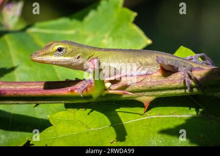 Un jeune anole vert (Anolis carolinensis) traverse une tige épineuse. Raleigh, Caroline du Nord. Banque D'Images