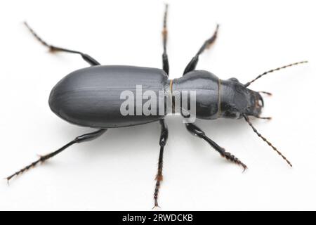 Vue dorsale inclinée d'un Coccinelle noir et brillant, debout sur l'écorce (Broscus cephalotes) Banque D'Images