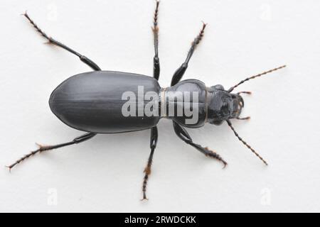 Vue dorsale d'un Coccinelle noir et brillant, debout sur l'écorce (Broscus cephalotes) Banque D'Images