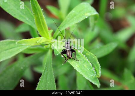Grillons dans la nature, Chine du Nord Banque D'Images