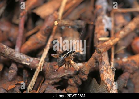 Grillons dans la nature, Chine du Nord Banque D'Images