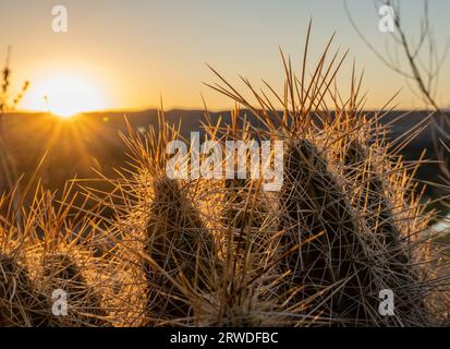 Sunset Light brille sur les pointes des aiguilles de cactus dans Big Bend Banque D'Images