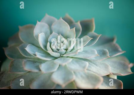 Peacock echeveria plante succulente close up ouvert large décorative plante d'intérieur vert Banque D'Images