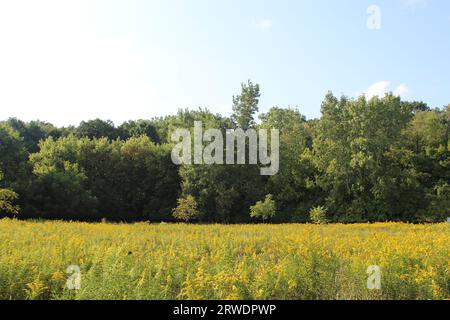 Goldenrod dominant une prairie à Linne Woods à Morton Grove, Illinois Banque D'Images