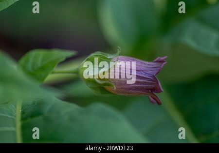 Fleurs d'Atropa belladonna, communément appelée belladonna ou mortileuse de nuit. Banque D'Images