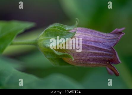 Fleurs d'Atropa belladonna, communément appelée belladonna ou mortileuse de nuit. Banque D'Images