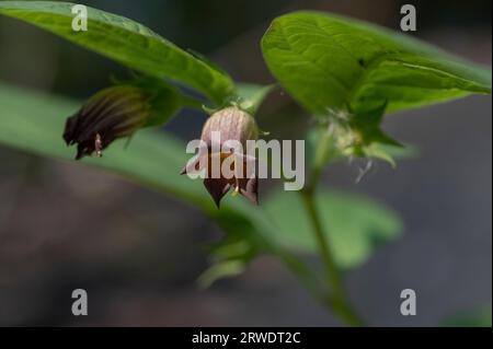 Fleurs d'Atropa belladonna, communément appelée belladonna ou mortileuse de nuit. Banque D'Images