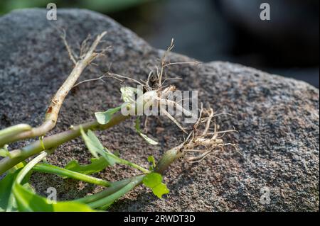 Racines d'Atropa belladonna, communément appelée belladonna ou mortileuse de nuit. Banque D'Images