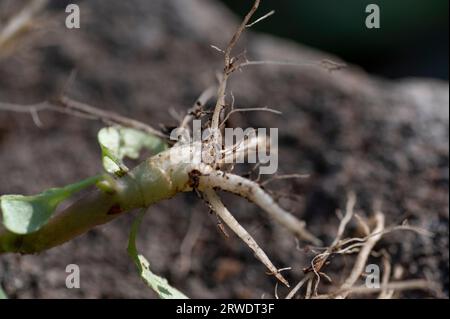 Racines d'Atropa belladonna, communément appelée belladonna ou mortileuse de nuit. Banque D'Images