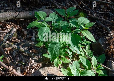 Feuilles d'Atropa belladonna, communément appelée belladonna ou mortileuse de nuit. Banque D'Images