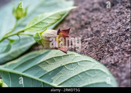 Fleurs d'Atropa belladonna, communément appelée belladonna ou mortileuse de nuit. Banque D'Images