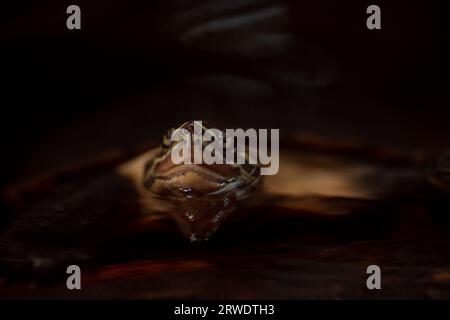 La tête de la tortue émergeant de la surface de l'eau. Image clé sombre avec espace de copie pour le texte Banque D'Images