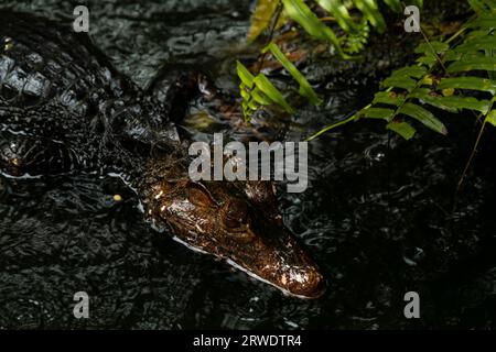 La tête de Caïman émergeant de l'eau un jour de pluie derrière la fougère, image clé sombre, espace de copie pour le texte Banque D'Images