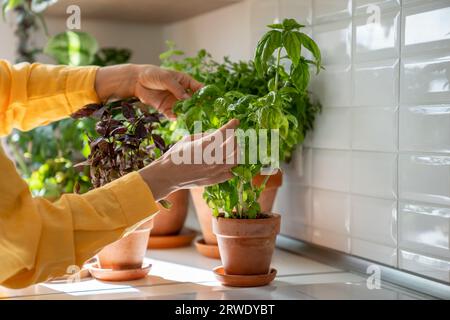 Les mains féminines prennent soin du basilic vert frais dans un pot en terre cuite, des herbes en croissance, scène de jardinage à la maison. Banque D'Images