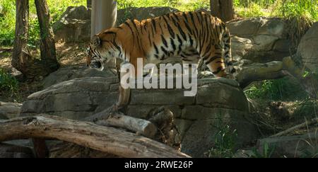 Un tigre dans l'enceinte du zoo de l'Utah, avec des rayons du soleil illuminant son manteau de fourrure rayé. Banque D'Images