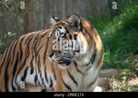 Un tigre dans l'enceinte du zoo de l'Utah, avec des rayons du soleil illuminant son manteau de fourrure rayé. Banque D'Images