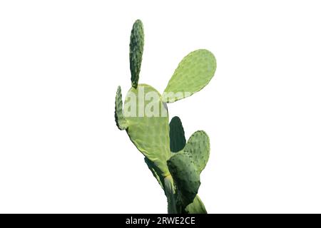 Vert opuntia tomentosa cactus (ficus indica, figuier indien opuntia) plante de cactus tropicale isolée. Autocollant blanc épais sur le tapis verdoyant, laissez l'arbre, les tapis plats Banque D'Images