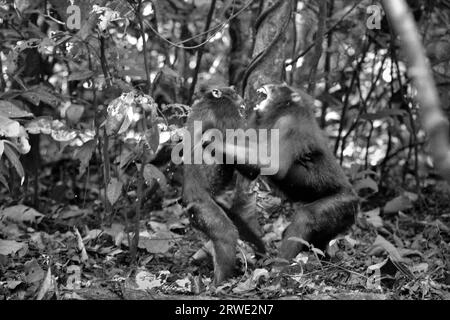 Deux individus de macaque à crête (Macaca nigra) sont impliqués dans un comportement agressif l'un envers l'autre, car ils ont une activité sociale dans la forêt de Tangkoko, Sulawesi du Nord, en Indonésie. Selon Caitlin Reed, Timothy O'Brien et Margaret Kinnaird dans un article de recherche publié dans International Journal of Primatology en 1997, la fréquence et l'intensité de l'agression entre les individus mâles d'un groupe social macaque à crête sont fortement corrélées à la distance de rang. Cependant, d'autres primatologues ont ajouté que se battre ou se chasser font partie des activités sociales du macaque à crête. Banque D'Images