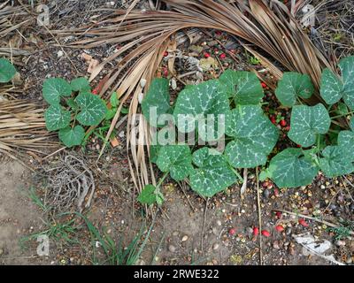 Sapling de citrouille poussant sur la terre de terre, zone de culture pour plante de jardin de cuisine, Thaïlande Banque D'Images