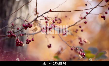 Couleurs vives de l'automne. Beau fond d'automne flou dans des couleurs chaudes. Baies rouges sur branche. Mise au point sélective sur les baies et le ciel bleu flou dans Th Banque D'Images