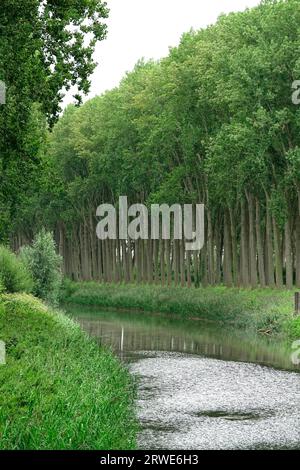 Sur le canal de Bruges à Sluis, menant de la Belgique à la Hollande Banque D'Images