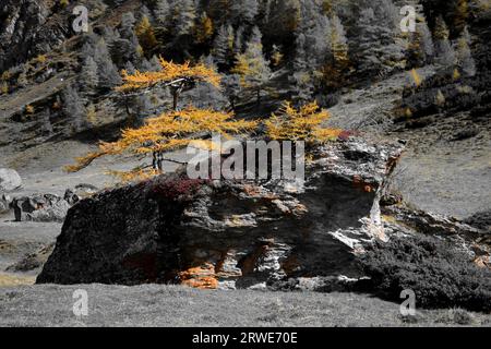 Mélèze sur rocher avec des aiguilles de couleur jaune en automne, couleur sélectionnée, Matrei dans le Tyrol oriental, Autriche Banque D'Images