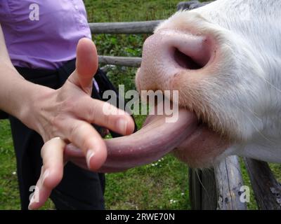 Vache sur le pâturage de montagne lèche la main d'un randonneur, Berchtesgaden Alpes, Bavière, Allemagne Banque D'Images