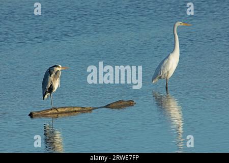 Héron gris et Grand Egret blanc debout côte à côte dans l'eau, vu de face à droite Banque D'Images