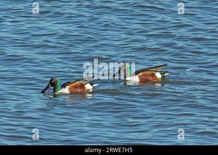 Shoveler deux mâles nageant dans l'eau sont partis regarder Banque D'Images