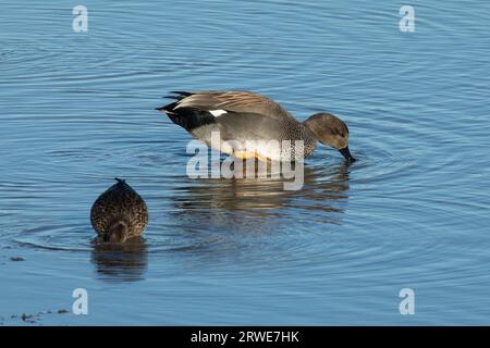 Gadwall deux oiseaux debout dans l'eau regardant différemment Banque D'Images