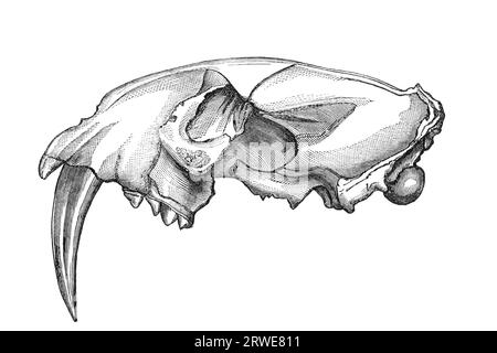 Crâne d'un tigre à dents sabres de Machairodus. Gravure ancienne par un artiste inconnu du magazine Leisure Hour imprimé en 1880 Banque D'Images