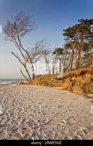 Windfowl sur la plage ouest, Fischland-Darss, Mecklembourg-Poméranie occidentale Banque D'Images