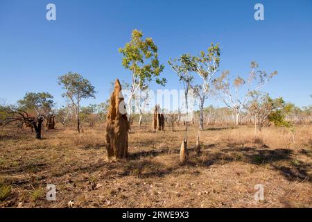 Construction de termites dans l'Outback australien Banque D'Images