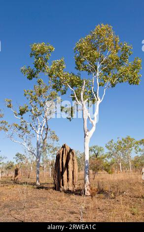 Construction de termites dans l'Outback australien Banque D'Images