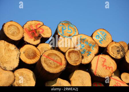 Troncs d'arbres empilés colorés sur un ciel bleu Banque D'Images