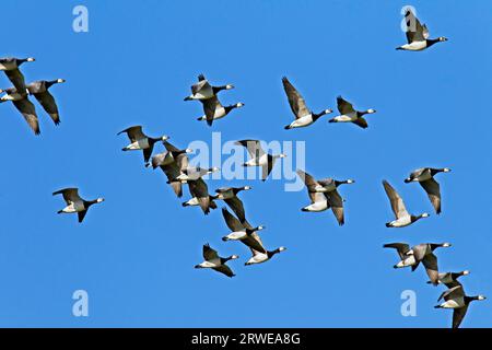 OIE à front blanc, il y a 3 populations principales, occupant des aires de reproduction et d’hivernage distinctes (photo Barnacle Goose (Branta leucopsis) pendant cette période Banque D'Images