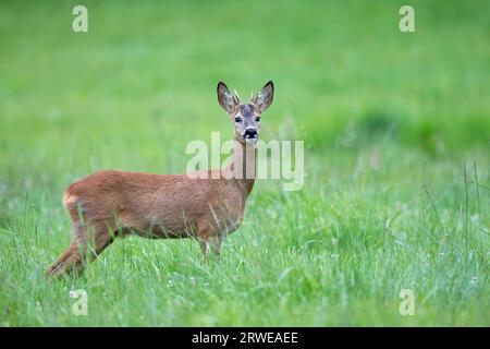 Yearling sur un pré (European Roe Deer) (Roe), yearling sur un pré (European Roe Deer) (Western Roe Deer) (Capreolus capreolus) Banque D'Images