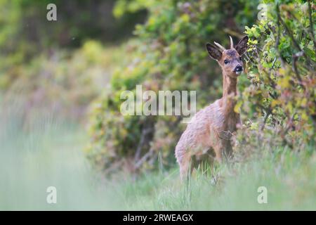 Cricket de cerf de roe lors du changement de pelage sur une haie (cerf de roe européen) (cerf de roe de l'Ouest) (Capreolus capreolus) Banque D'Images