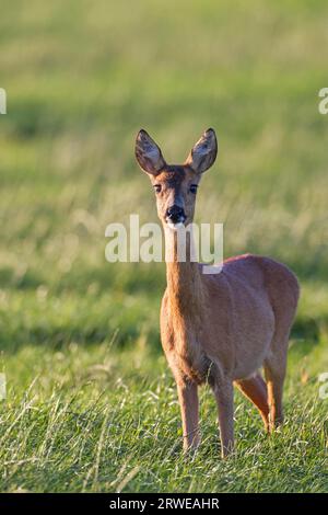 Le chevreuil d'Europe (Capreolus capreolus) se nourrit d'herbes, de feuilles, de baies et de fruits, de jeunes pousses, de feuilles et de beaucoup d'autres plantes (European Roe Banque D'Images